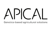 Apical