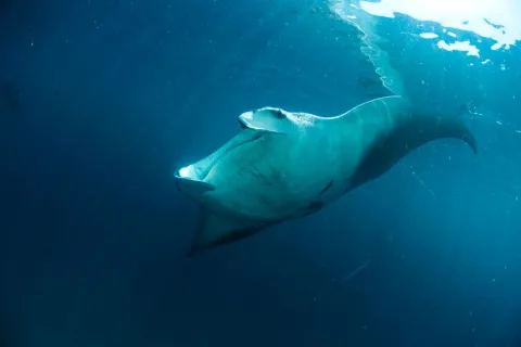 mantarraya